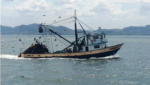 One of the 15 mid-size Panamanian purse-seiners coming to the fishing ground in Panama gulf. Photo: CeDePesca