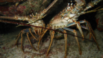 Beaver Street: Bahaman lobster certification is an industry must-have