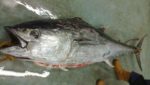 Devon-caught bluefin tuna auctioned off for charity