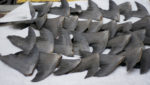 New York ends shark fin trade