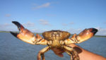 US-backed Bahamian crab venture starts harvesting