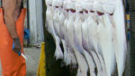 Alaska Seafood Cooperative to Sobeck: We fear confusion remains on halibut bycatch capabilities