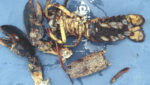 Lobster shell disease moving towards Maine