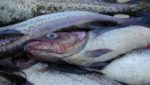 Russia ups Sea of Okhotsk pollock quota by 83,000t