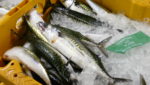 Scotland allowed to roll over 25% of mackerel quota to 2015