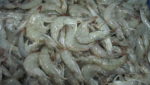 Ecuador shrimp farmer plans 50% growth to meet Asia demand, EU comeback