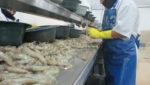 Trade data shows Ecuador’s rocketing shrimp sales to China