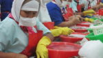 Ecuadorean shrimp processors dip into red on high raw material prices