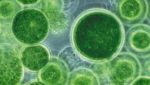 Alltech seeks partners to produce algae oil on large scale