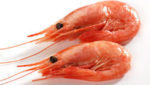 Coldwater shrimp (Pandalus borealis)