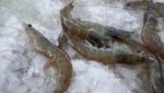 Sharp drop in Thai shrimp prices as packers hold off after Boston show