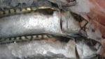 Iceland sets unilateral mackerel TAC for 2014