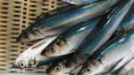 EU lifts herring, mackerel sanctions against Faroes