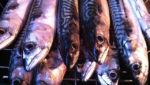 Greenland ups 2014 mackerel quota by 66% to 100,000t