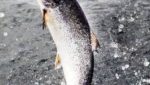 Fish Pool expects salmon prices to rise in Q1 2016