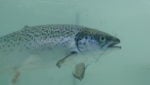 Sea lice here to stay, Ewos cautions top Chilean salmon companies