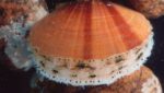'Groundwork set' for more US acceptance of scallop imports