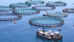 FAO: Global aquaculture headed for new records in 2013