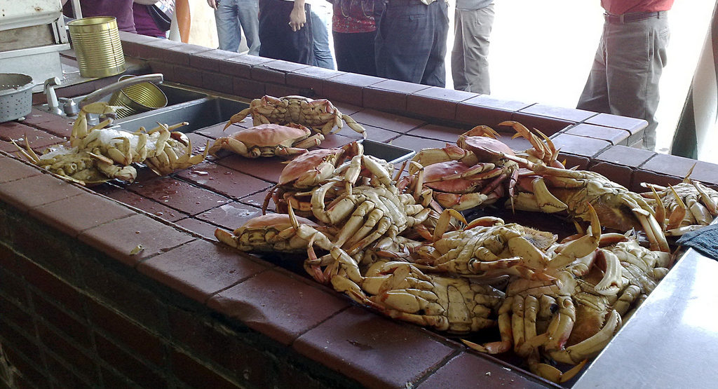  Dungeness crab