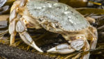 Through the roof Dungeness crab prices, poor fishing, chasing markets away