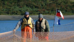 Marine Harvest now Chile's fourth largest salmon exporter as volumes soar 325%