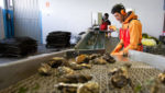 Small oyster producer shows online is the way to defeat crisis in Spain