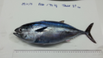 EU bluefin project applies for October 2014 extension