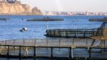 Spain to invest €421m to promote and develop aquaculture