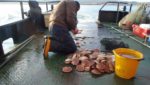 Cooperation needed for Scottish scallop industry vision