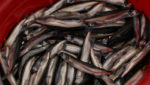 Norway, Iceland, Greenland agree new capelin deal