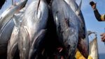 Fiji tuna company developing barcoding of catch