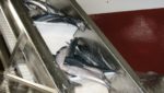 Small sizes biggest concern as Norway mackerel season kicks off early