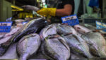 Maintaining prices 'vital' for Greek bass, bream producers' survival
