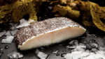 Sustainable toothfish drive sees US imports, prices rise
