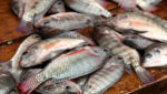 Officials urge Nigerians to farm fish to fill 1.9m ton gap