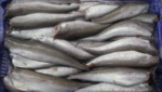US Pacific whiting fishery faces early end over Chinook bycatch
