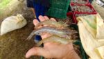 Small hopes for Mexico shrimp farmers as year's first harvest shows increase