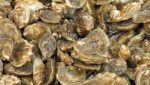 US shellfish industry grows, changes amid demand