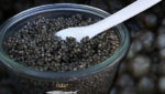 Organic caviar producer expects to exceed 3,000kg