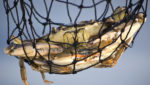 Blue crab prices through the roof as perfect storm hits Asia