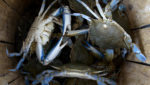 Blue crabs in bushel, Chesapeake Bay.