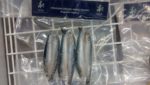 TASA frozen anchovies