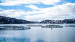 Huge currency losses spoil good development year for Russian Aquaculture