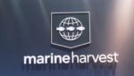 Nordea cuts its Marine Harvest Q1 estimate on VAP margins