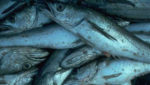 Pacific whiting fishery re-opens with catchers limited to deeper waters