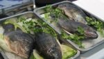 Cargill invests $8m in feed plant to supply Mexican tilapia farmers