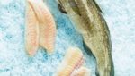 Norway's whitefish industry wasting potential $540m in by-products