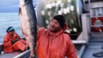 Alaska’s Bristol Bay sockeye processors struggling to market small size fish