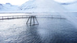 Iceland's natural conditions seen as major competitive advantage for salmon farming