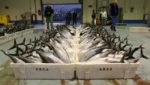 Researchers: Frozen albacore products labelling rife with fraud in Spain